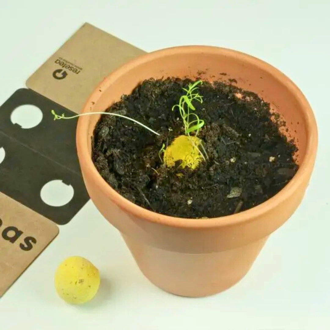 Bombas de biodiversidad “Salvemos a las abejas” - Resetea