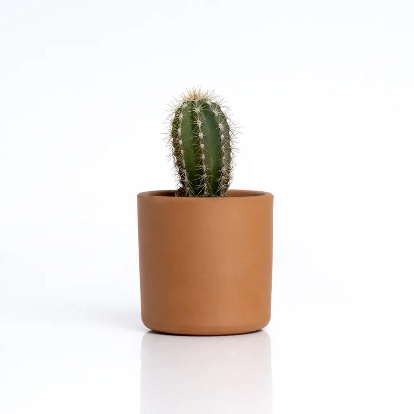 The Cactus: Mr Cactus - Resetea