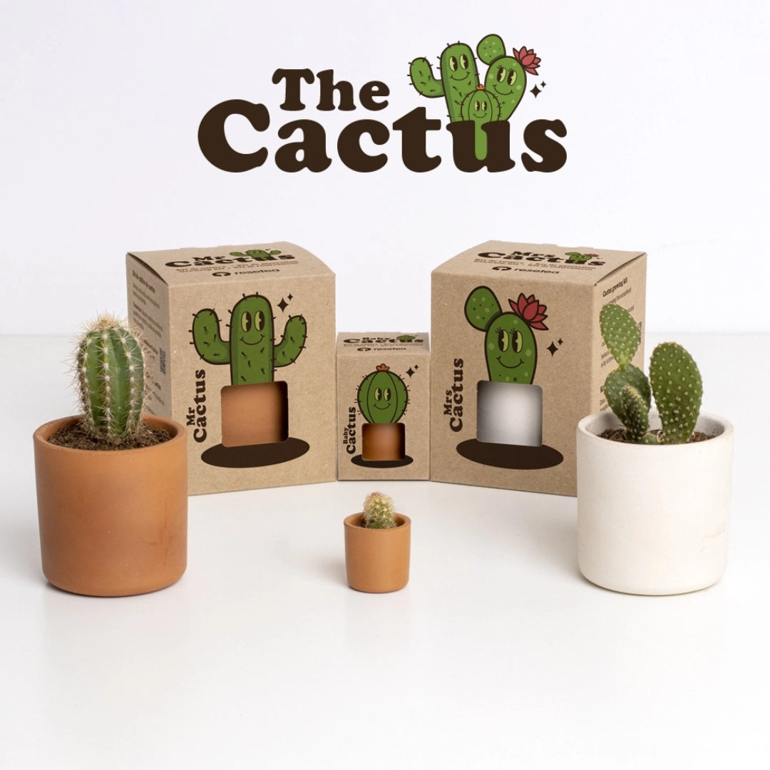 The Cactus: Mr Cactus - Resetea