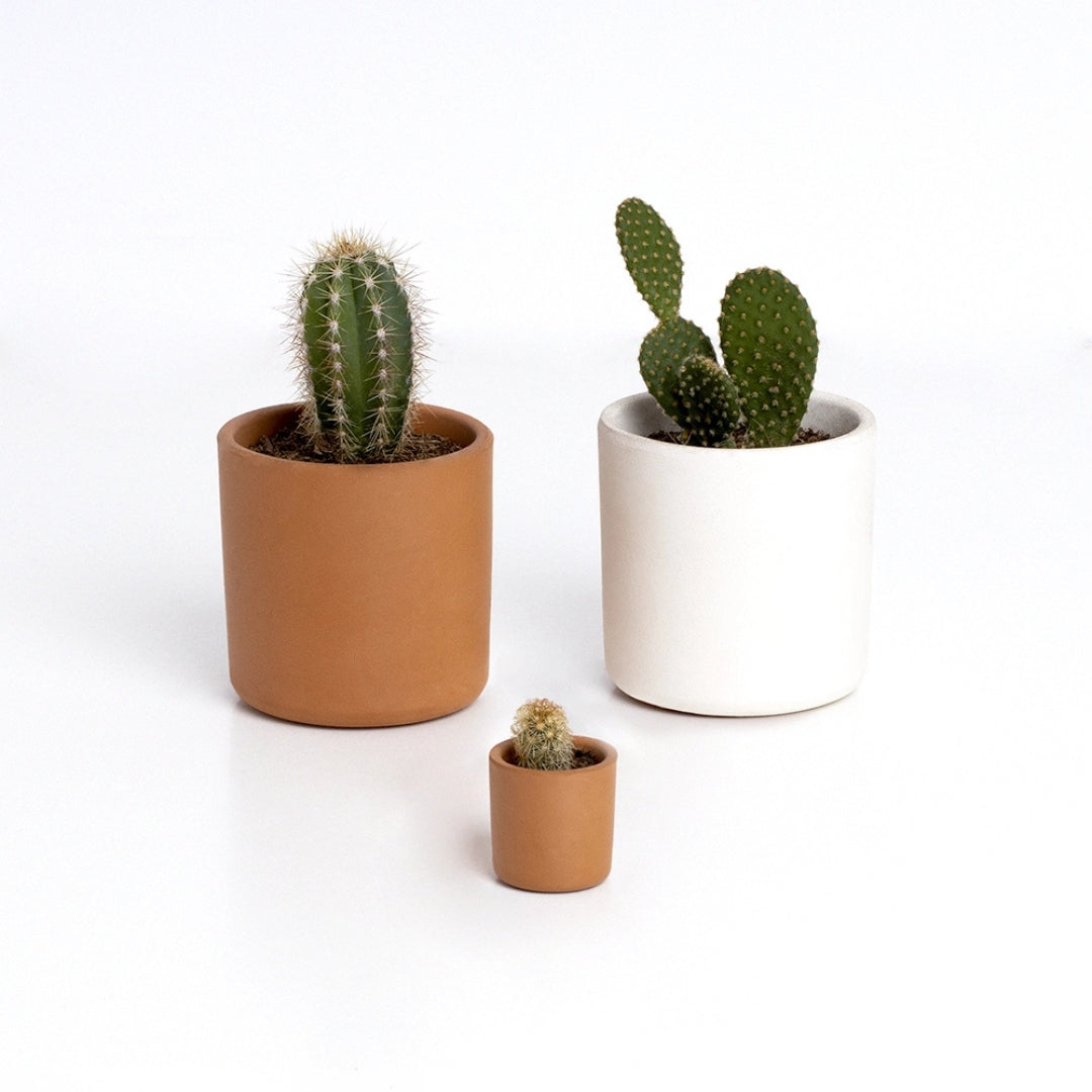 The Cactus: Mr Cactus - Resetea