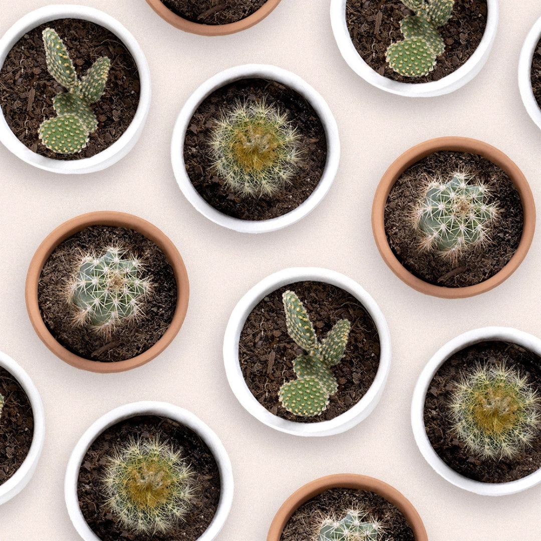 The Cactus: Mr Cactus - Resetea