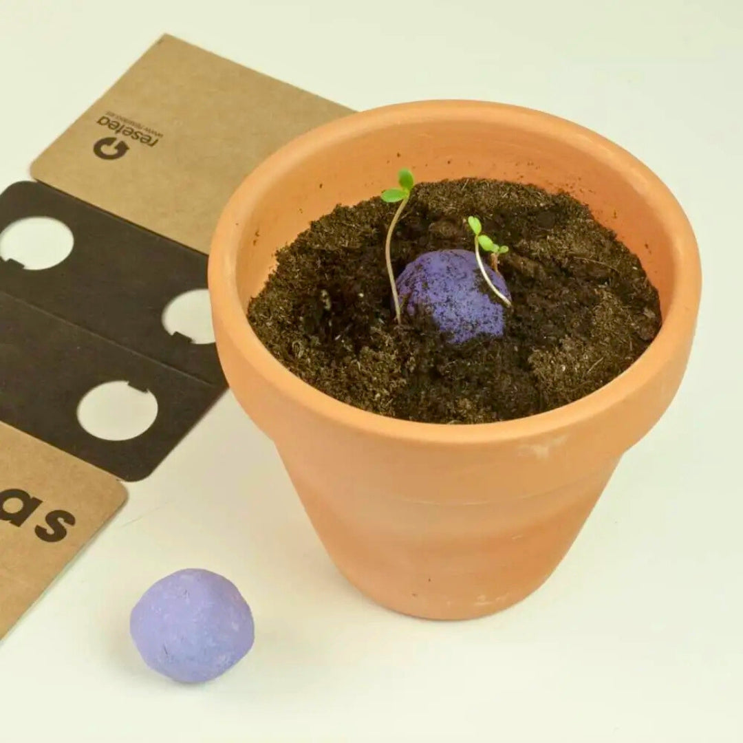 Bombas de biodiversidad “Flores silvestres moradas” - Resetea