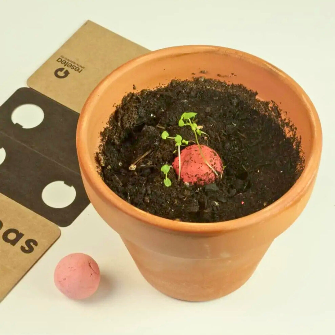 Bombas de biodiversidad “Flores silvestres rojas” - Resetea