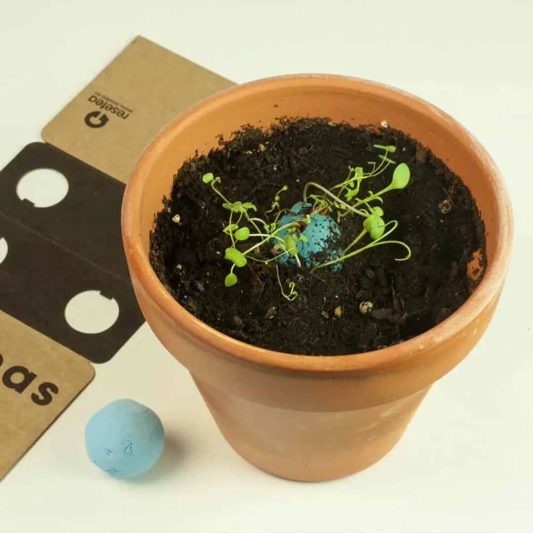 Bombas de biodiversidad “Jardín Atlántico” - Resetea