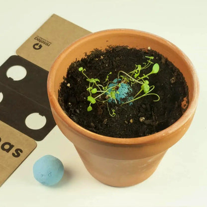 Bombas de biodiversidad “Jardín Atlántico” - Resetea