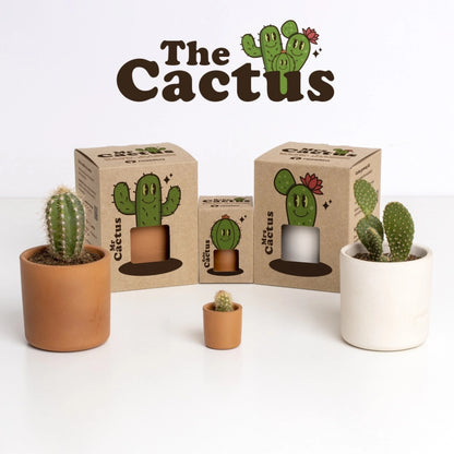 The Cactus: Mr. Cactus 🌵 – Tu Mini Oasis en Casa